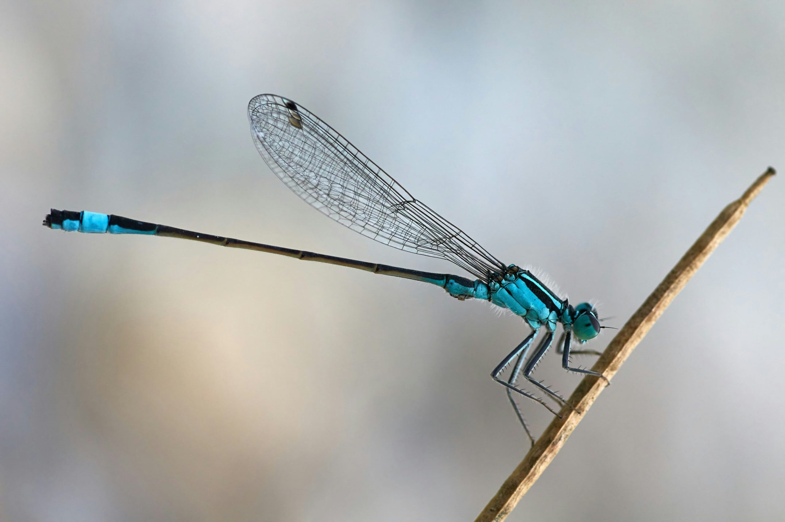 Appel à projets collaboratifs durables sur le thème adaptation et résilience.